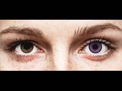 Purple Indigo contact lenses - SofLens Natural Colors (2 monthly coloured lenses)